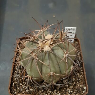 Echinocactus horizonthalonius VZD082 Montoya El Pilar Coah