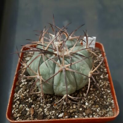 Echinocactus horizonthalonius