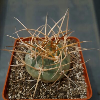 Gymnocalycium cardenasianum f.armatum VS304 3km South of Carrizal, Tarija Bolivia