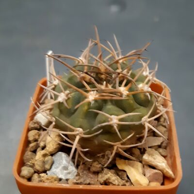 Gymnocalycium pugionacanthum P72 Andangala Cat