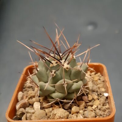 Thelocactus rinconensis cv 'Jaroslav Zwak'