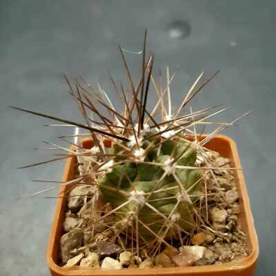 Echinocereus triglochidiatus SB1598 Otero County NM