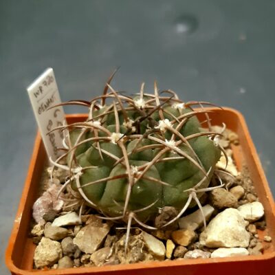 Gymnocalycium oenanthemum WR720 Buenos Aires to La Rioja
