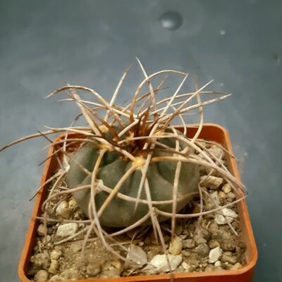 Gymnocalycium cadenasianum
