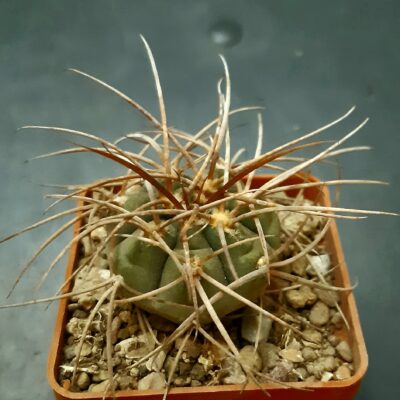 Gymnocalycium cadenasianum Plapp