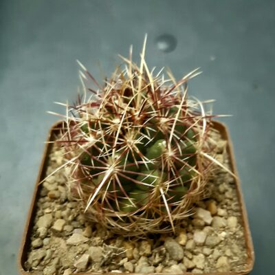 Thelocactus bicolor 'texensis'