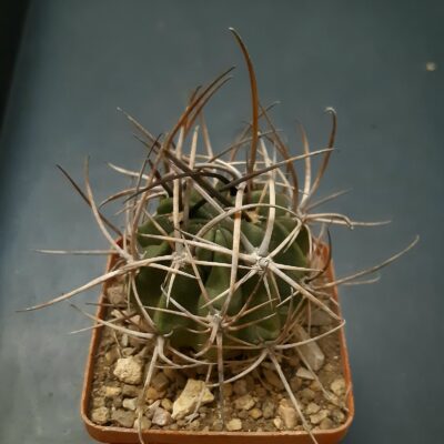 Lobivia ferox v.longispina