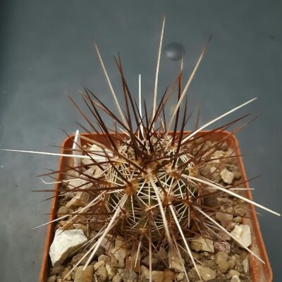 Echinocereus engelmanii 'chrysocenthrus' Judian Springs