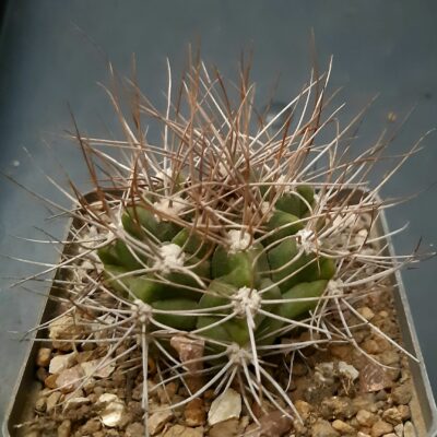 Gymnocalycium valnicekianum 'polycentralis' MG