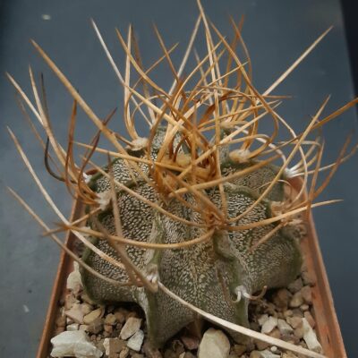 Astrophythum capricorne cv.'Weisse Stachel'
