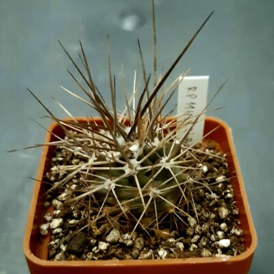 Echinocereus triglochidiatus RP114 Cibola Co NM