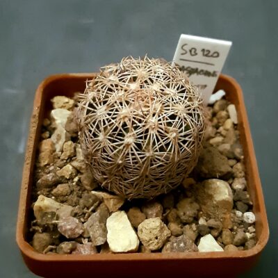 Echinomastus dasyacanthus SB120 Los Pinos Mountains, Socorro Co NM