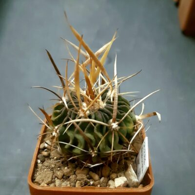 Echinofossulocactus multicostatus 'erectocentrus' SB286 Dr Arroyo NL