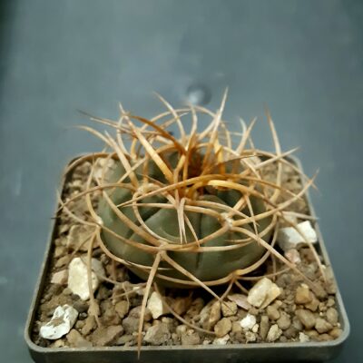 Gymnocalycium cardenasianum