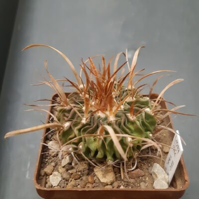 Echinofossulocactus spec. L1377 W of Ciudad Victoria, Tamaulipas 1600m