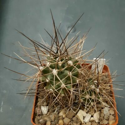 Echinocereus triglochidiatus 'mojavensis' SB1973 Beaver Dam Mts, UT
