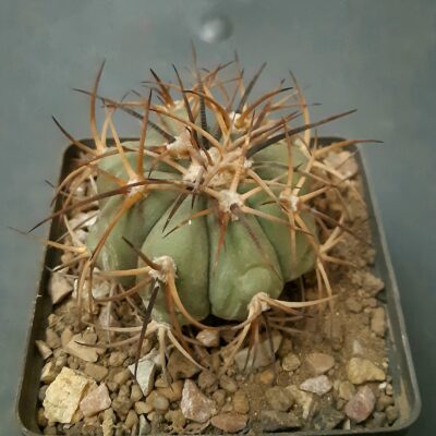 Echinocactus horizonthalonius (260.79)