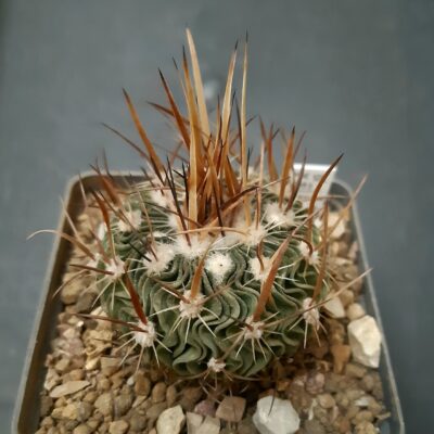 Echinofossulocactus erectocentrus MK 121.391 Tecolotes, Zacetecas