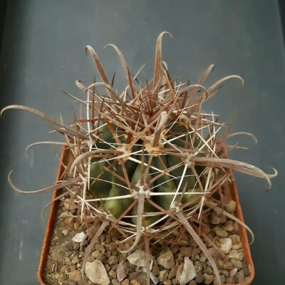 Ferocactus fordii