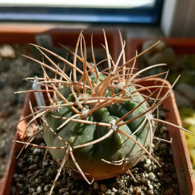 Gymnocalycium guanchinense 'mirandaense' STO 87-84/2 Cuesta Miranda, at the beginning, La Rioja, Arg. 1550m