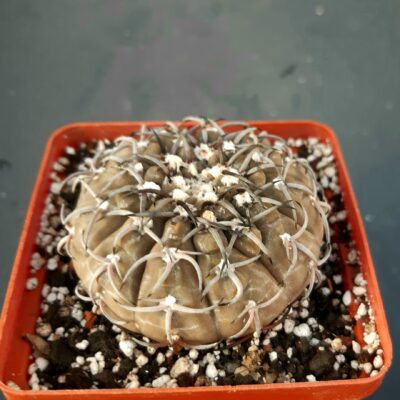 Gymnocalycium riojense 'paucispinum' (=asterium)
