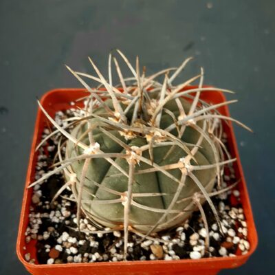 Gymnocalycium spegazzini 'horizontalonius'