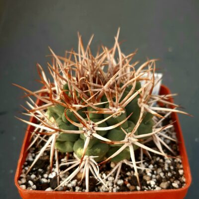 Gymnocalycium ferox v.ferocior STO92-498,W of Las Chacras, Córdoba