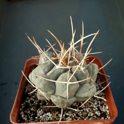 Thelocactus hexaedrophorus SB291 La Perdida SLP