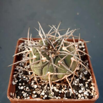 Gymnocalycium spegazzini 'major'