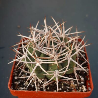 Gymnocalycium ferox v.ferocior (mostii ssp.ferocius)