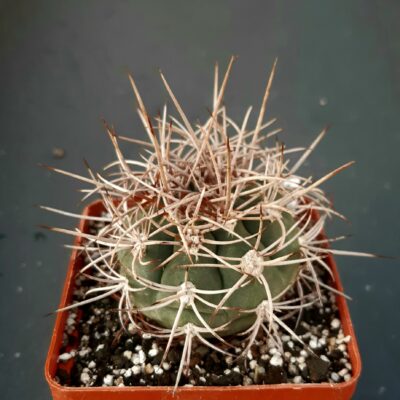 Gymnocalycium castellanosii 'armillatum' GN118-288, Ulapes, LR, Arg 600m