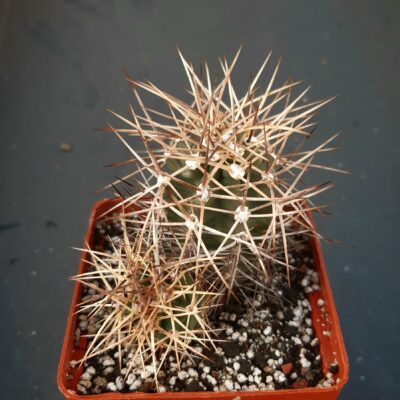 Echinocereus triglochidiatus 'mojavensis' SB1466 Houserock Valley, Az