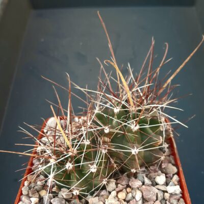 Hamatocactus hamatacanthus (3 heads)