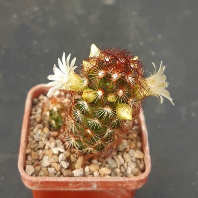 Mammillaria elongata red spines