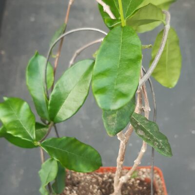 Fockea edulis
