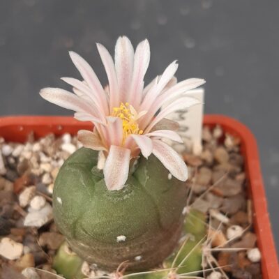 Lophophora alberto-vojtechii VM965, San Isidro, Dur