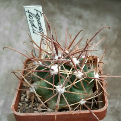 Ferocactus fordii