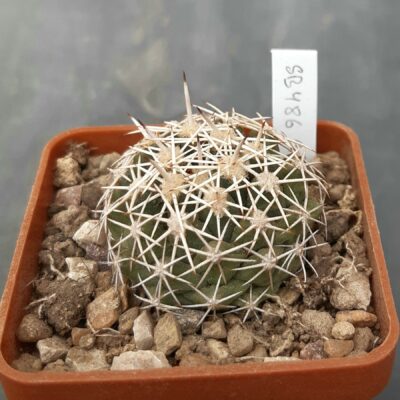 Coryphantha sulcata SB486 Val Verde County, Tx