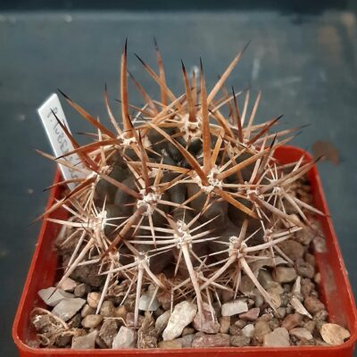 Pyrrhocactus tubersulcatus