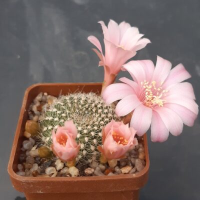 Rebutia krainziana (pink flow)