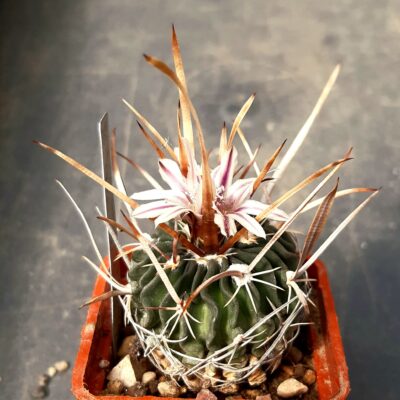 Echinofossulocactus aff grandicornis NAGL87.041A  17km NW SLP City (Haage)
