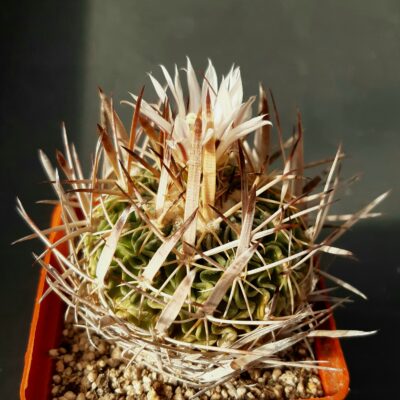 Echinofossulocactus multicostatus 'zacatecasensis' SB492 Coneto Pass Dur