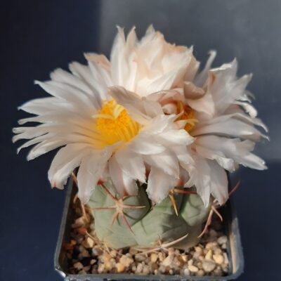Thelocactus hexaedrophorus