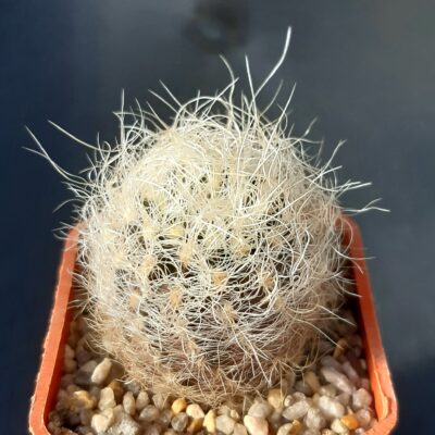 Neoporteria gerocephala