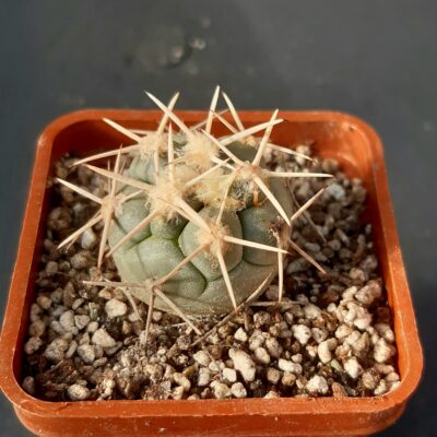 Coryphantha poselgeriana 'valida' Quatro Cienegas, Coahuila (from original coll. J. Chalupa)