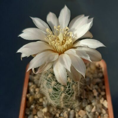 Gymnocalycium bruchii 'albispinum'