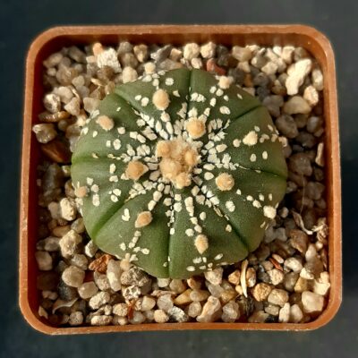 Astrophytum asterias
