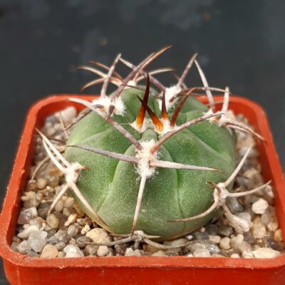 Gymnocalycium nigriareolatum 'densispinum' P24 rote blute, Dique de Catamarca, Arg