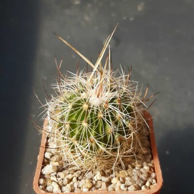 Echinofossulocactus ochoterenaus 'rosaseanus' #309.5