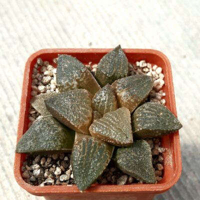 Haworthia hybrid